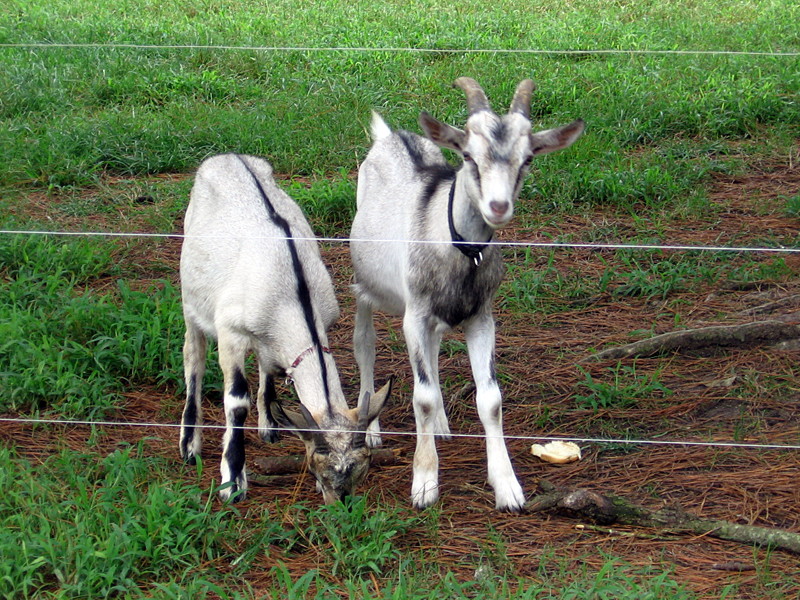 goats_082512_a.jpg