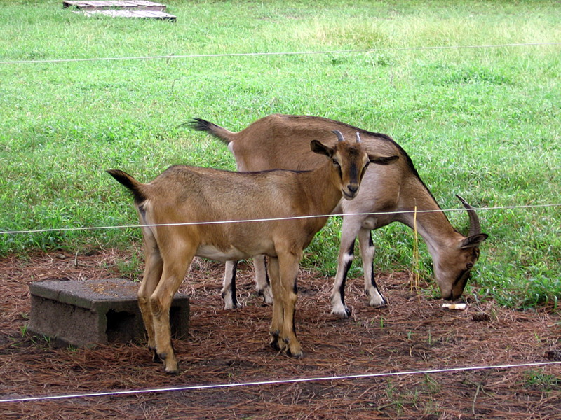 goats_082512_b.jpg