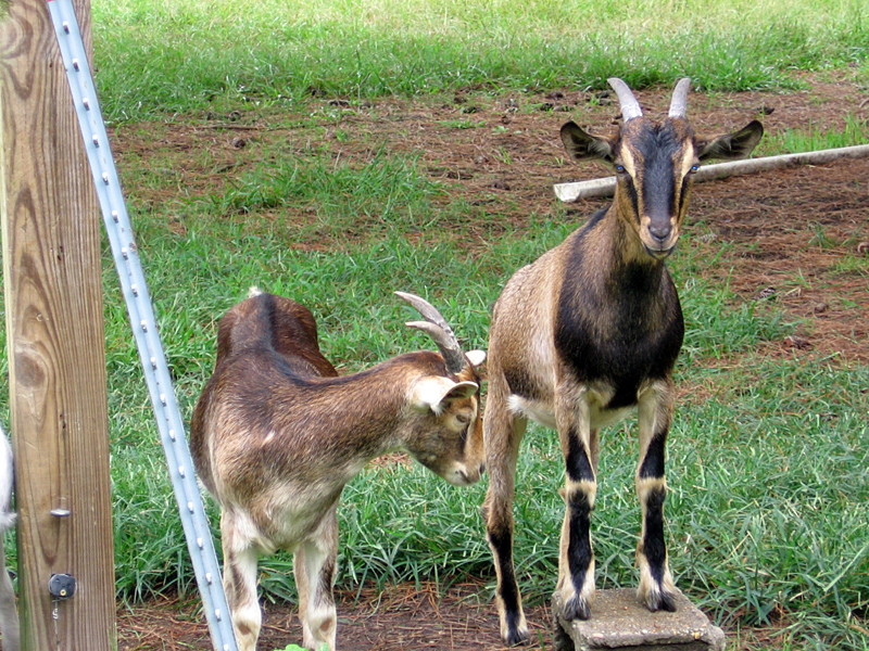 goats_082512_c.jpg