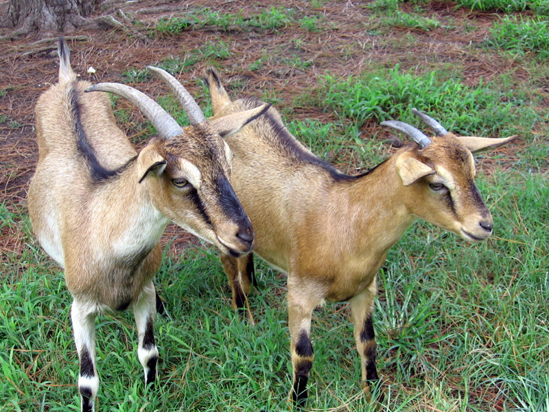 goats_082512_d.jpg