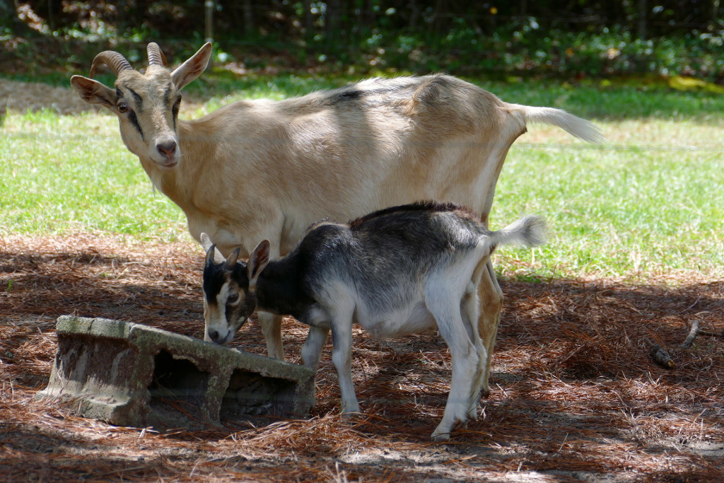 goats_090318_a.jpg