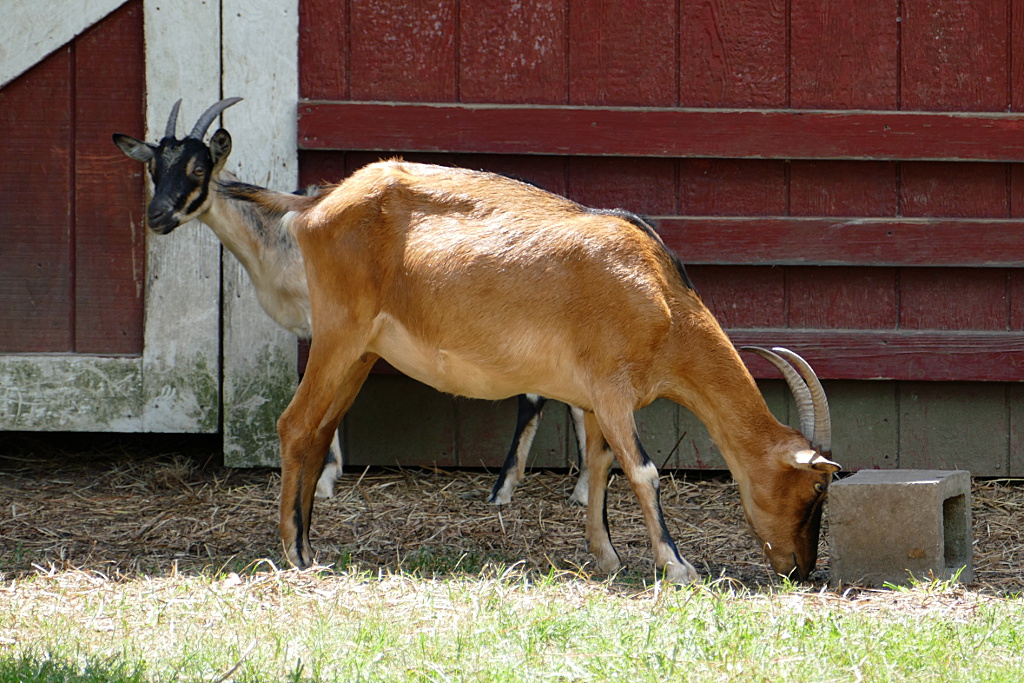 goats_090318_b.jpg