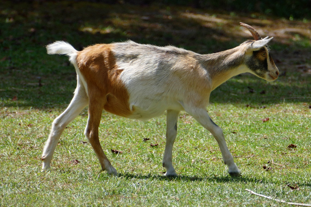 goats_090318_c.jpg