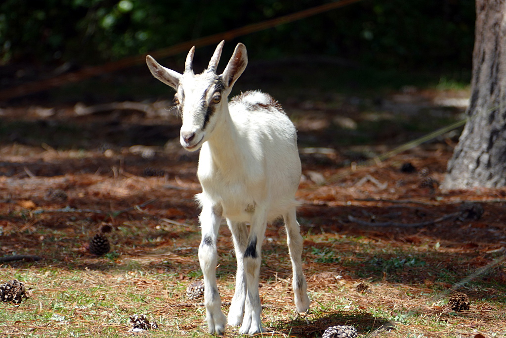 goats_090318_d.jpg
