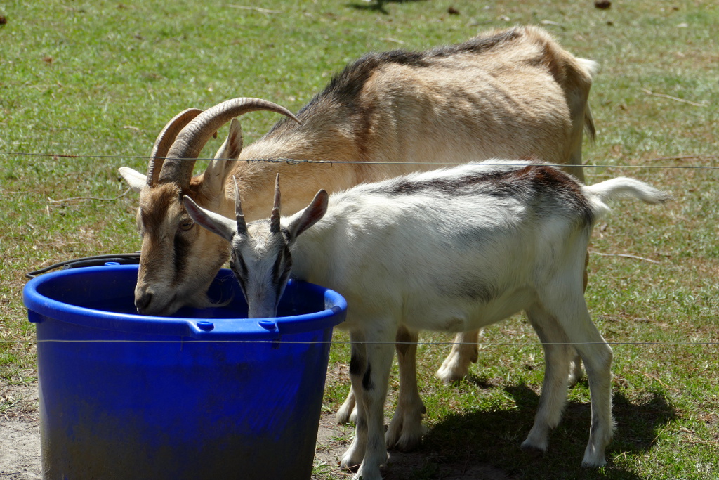 goats_090318_e.jpg