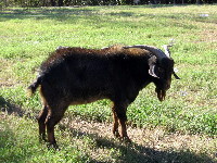 Boo, Lilly's son by Rincbeen in her fourth season, at 1 year and 8 months old.