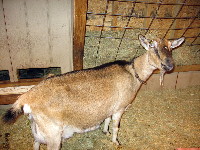 Nermal at about 5 1/2 years, about 16 hours after having her fifth set of kids, which were born about 12 hours after the winter solstice (which occurred 18:38 EST 21 Dec 2010), which coincided with a total lunar eclipse (reaching totality about 3 AM EST 21 Dec 2010) for only the second time in the Common Era, the previous coincidence occurring on 21 Dec 1638.