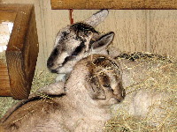 Set (back) and Luna (front), Nermal's fifth set of kids, which were born about 12 hours after the winter solstice (which occurred 18:38 EST 21 Dec 2010), which coincided with a total lunar eclipse (reaching totality about 3 AM EST 21 Dec 2010) for only the second time in the Common Era, the previous coincidence occurring on 21 Dec 1638.