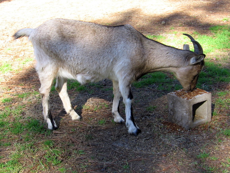 goats_122714a.jpg