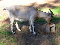 Swartneus, one of Luna's daughters from her second season, at 1 year and 8 months old.