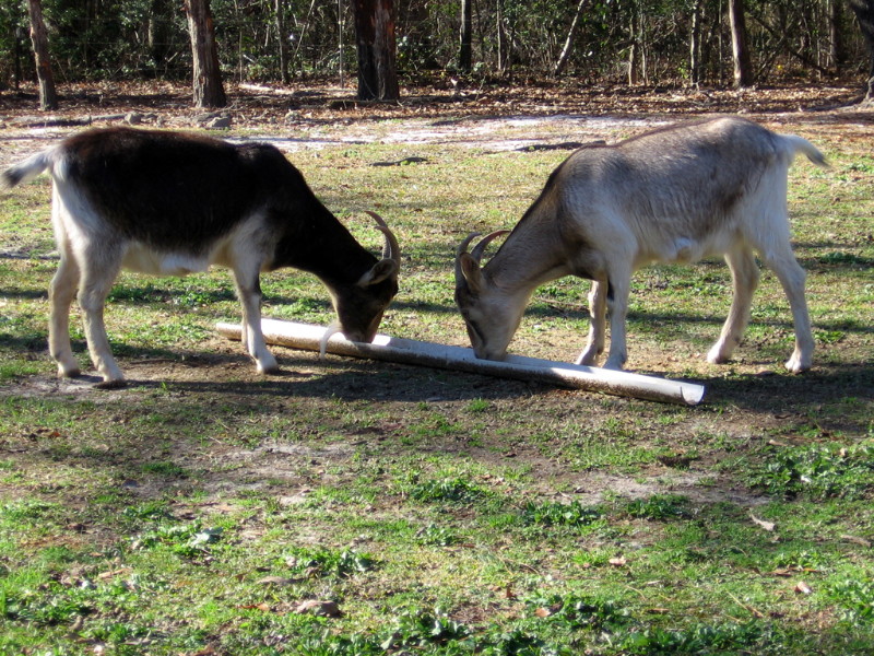 goats_122714b.jpg