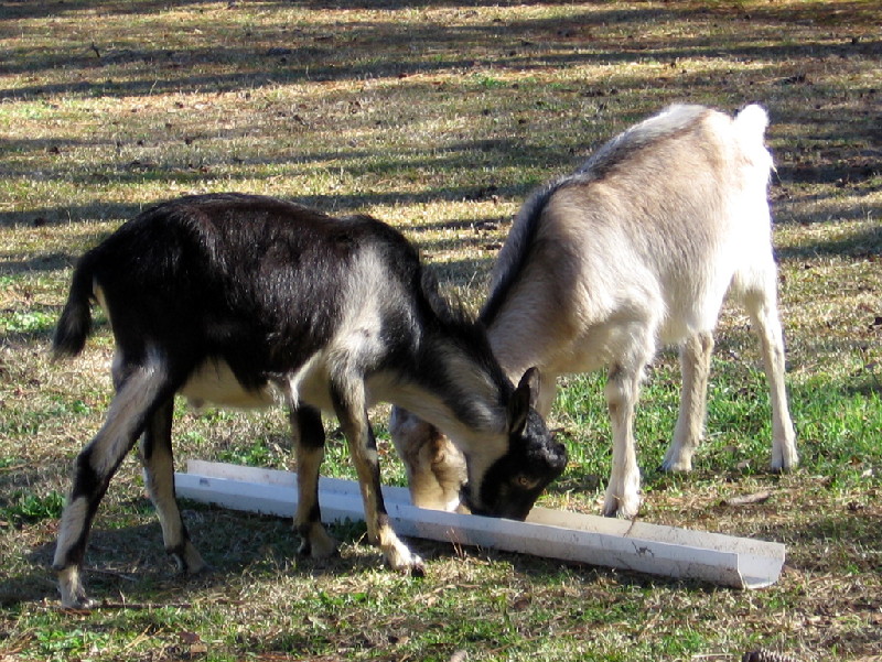goats_122714c.jpg