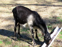 Gruff at about 11 and a half months old.