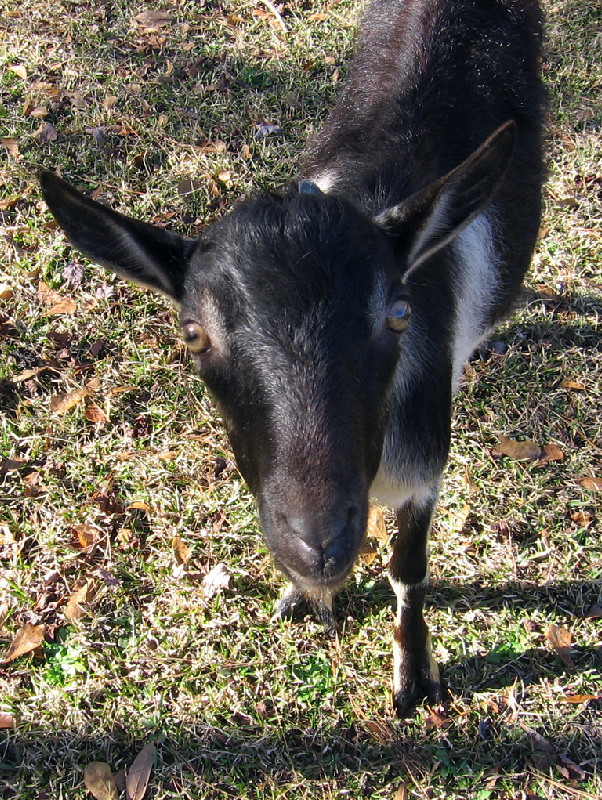 goats_122714g.jpg