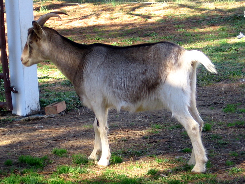 goats_122714i.jpg