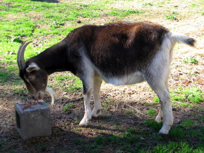 goats_122714j.jpg