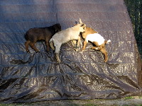 Left to Right: Boo (Lilly's son by Rincbeen, at 23 days old), Icarus (Nermal's son by Rincbeen, at 16 days old), and Epona II (Lilly's daughter by Rincbeen, at 23 days old) clamber up the side of an A-frame shelter.