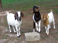 Lilly and her kids Tootsie (center) and Epona (right) from her second season, at 4 months old.