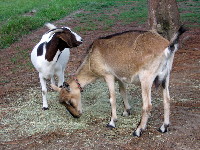 Lilly (left) and Nermal at about 2.5 years old.