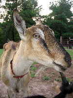 Nermal at about 2.5 years old.