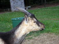 Pan, one of Nermal's two sons from her first season, at 4.5 months old.