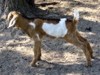 Patches, one of Nermal's sons from her second season.