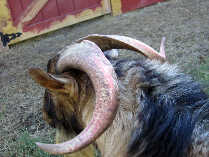rincbeen_horns_110710_a.jpg