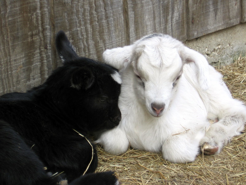 yin_yang_022710_a.jpg