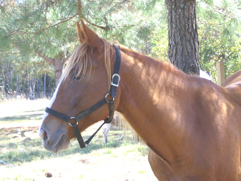 bull_102906_b.jpg