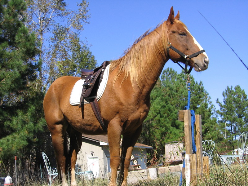 bull_102906_d.jpg