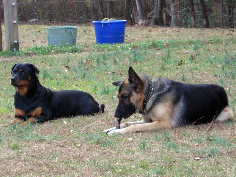 dogs_122112_c.jpg
