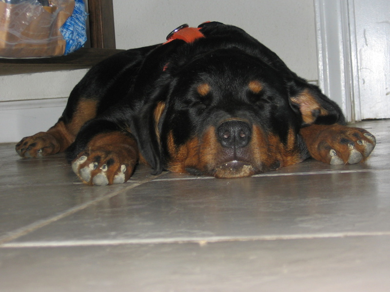 freyja_070412_b.jpg