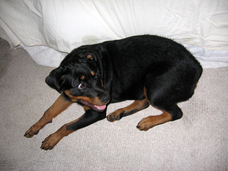freyja_082512_a.jpg