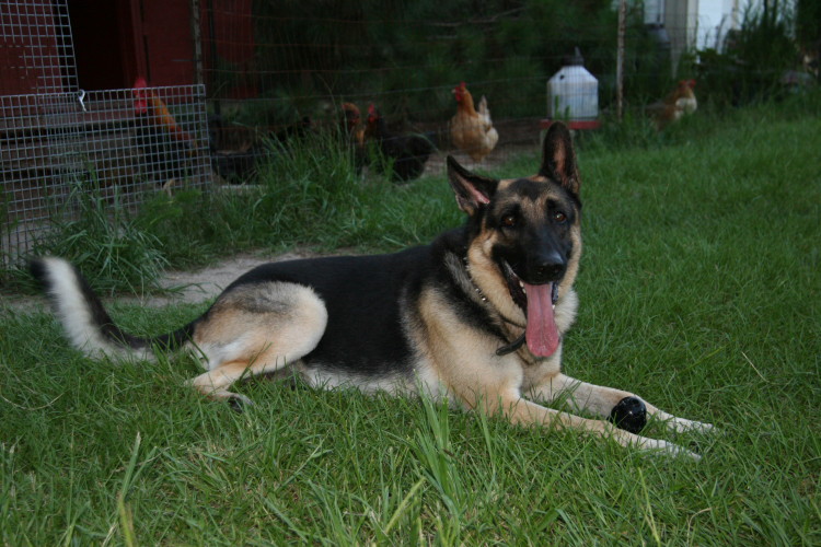 kaiser_070410_a.jpg