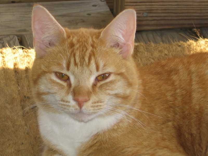 loki_031205_c_crop.jpg
