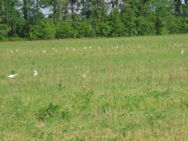 loki_field_050105_a.jpg