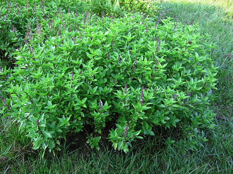 basil_090105_a.jpg