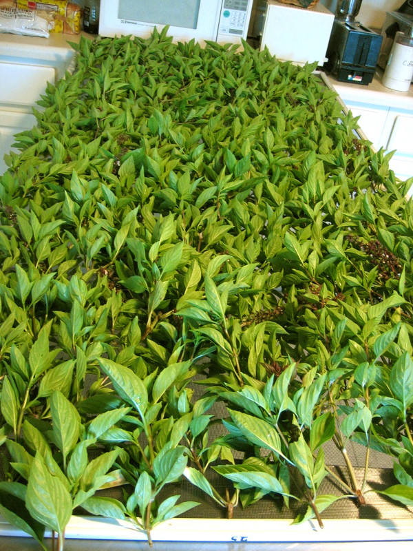 basil_harvest_073005_b.jpg