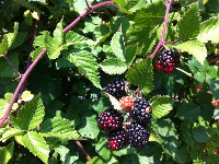 blackberries_0612.jpg