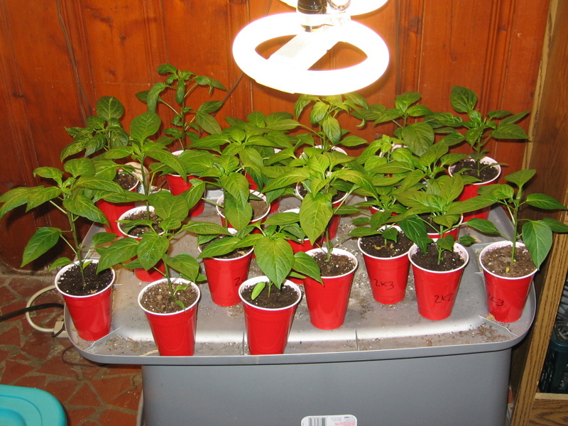 chile_seedlings_041305_b.jpg