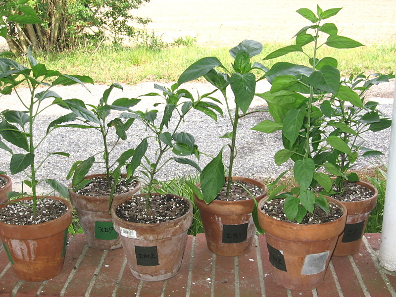 peppers_052305_b.jpg