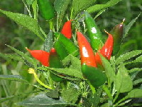 Clusters of ripe Mirasol peppers on a plant overwintered from the 2004 season.  22 June 2005.